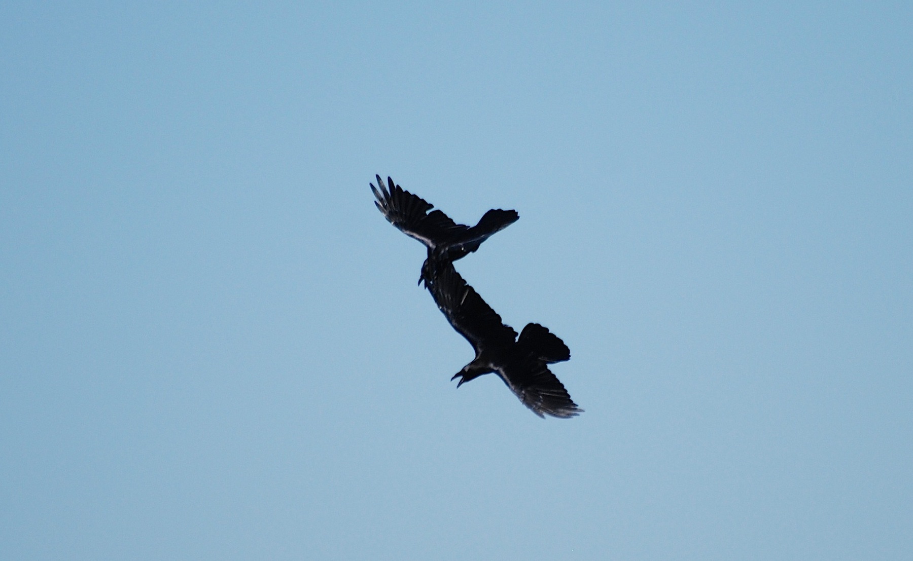 Corvus corax [gara di acrobazia (amorosa?)]